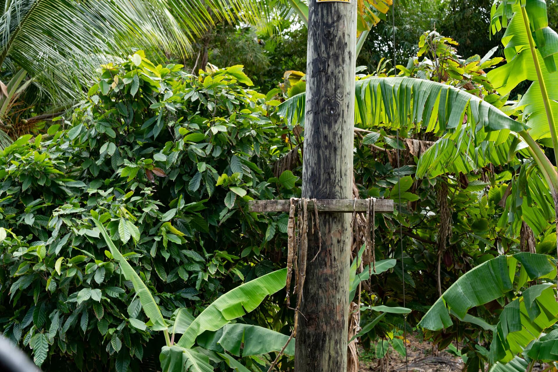 Caribbean Climbs: Off the beaten path in St Lucia