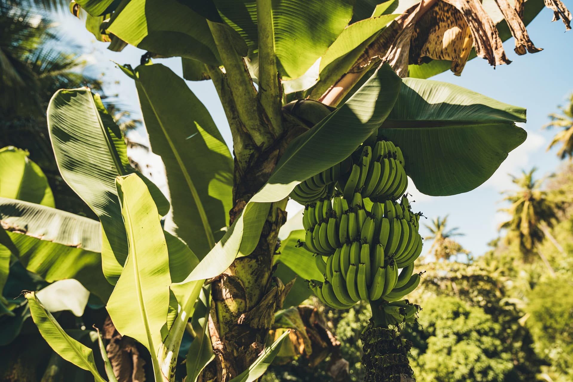Caribbean Climbs: Off the beaten path in St Lucia